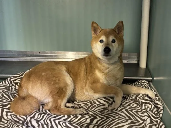 A senior medium-sized male Shiba Inu dog named Foxy for adoption in New York, NY