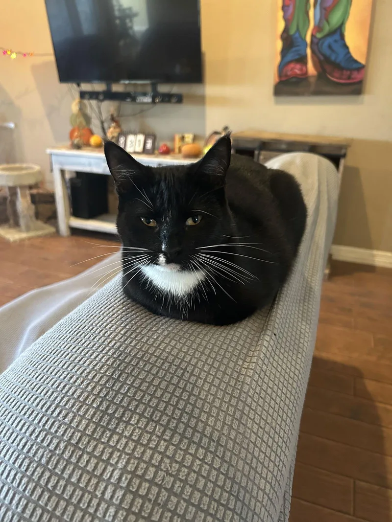 A young small-sized female Domestic Short Hair cat named Daisy for adoption in Mesquite, TX