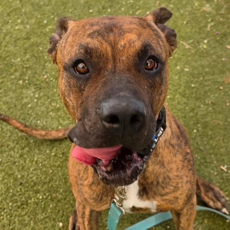 An adult large-sized male Brown / Chocolate Pit Bull Terrier dog named Samba for adoption in Albuquerque, NM