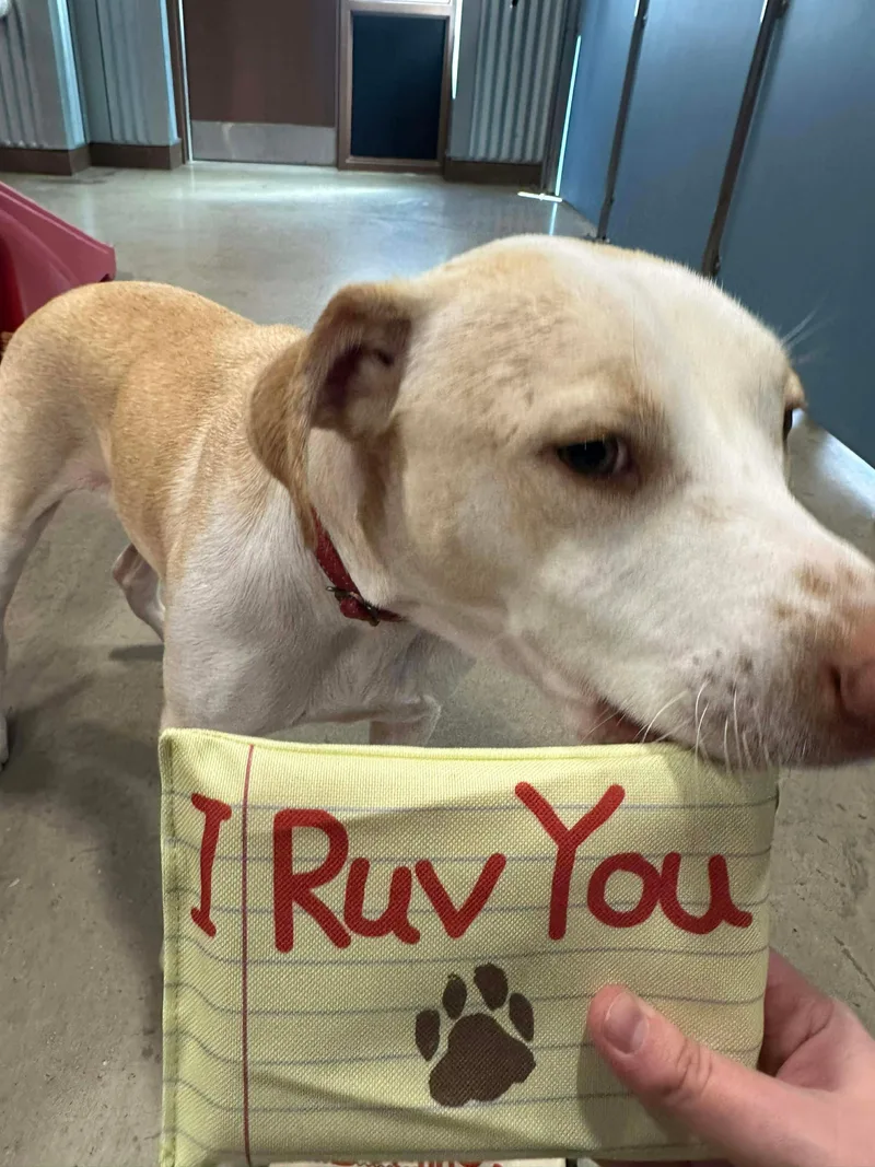 A young medium-sized male Apricot / Beige Labrador Retriever dog named Kanga for adoption in Vernon, CT
