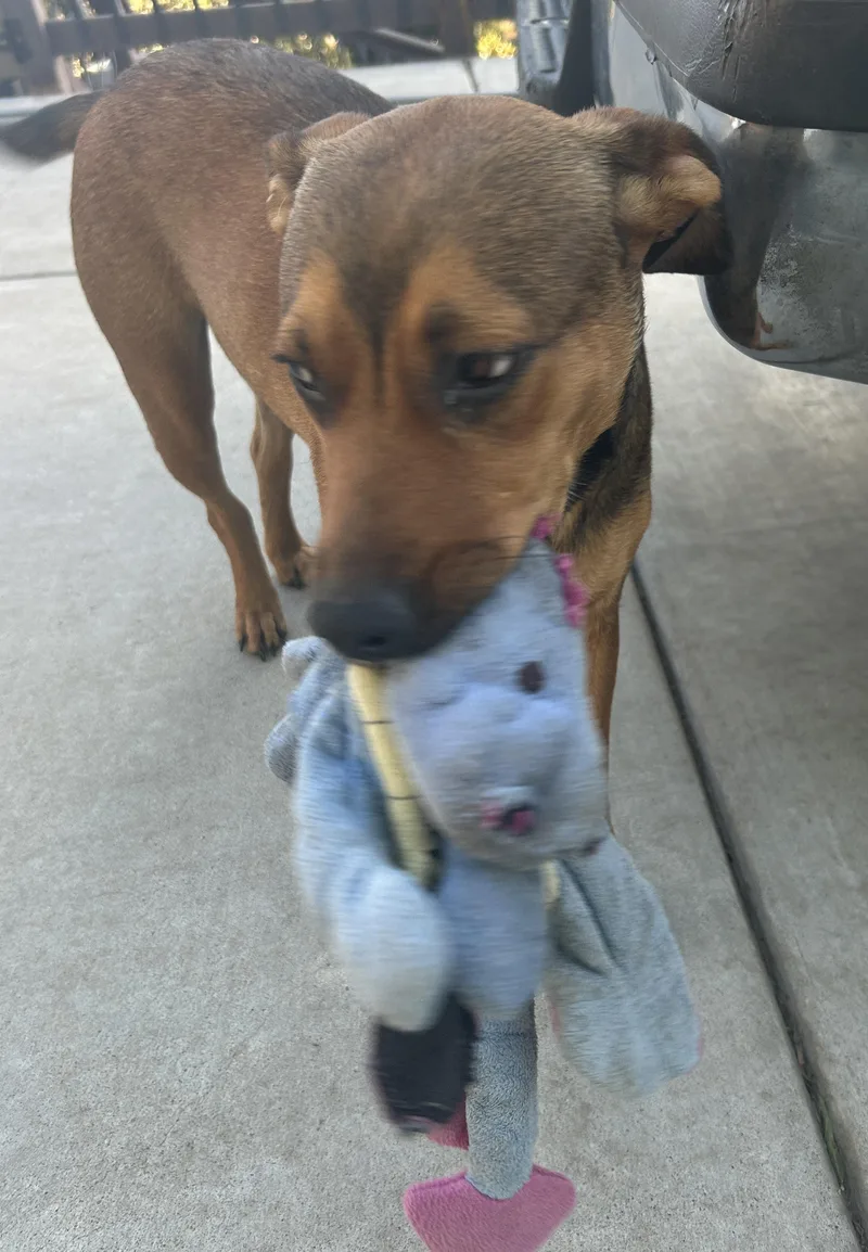 A young medium-sized female Red / Chestnut / Orange Australian Shepherd dog named Layla for adoption in El Cajon, CA