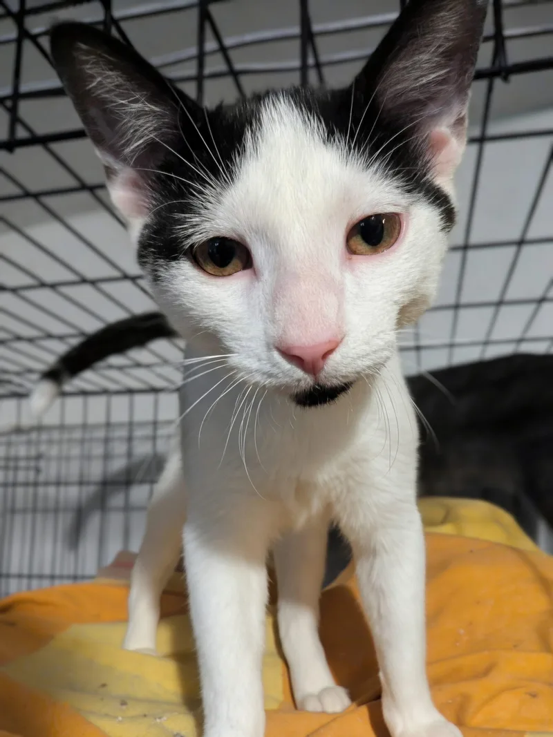 A young small-sized male Domestic Short Hair cat named Mugzee for adoption in Seven Valleys, PA