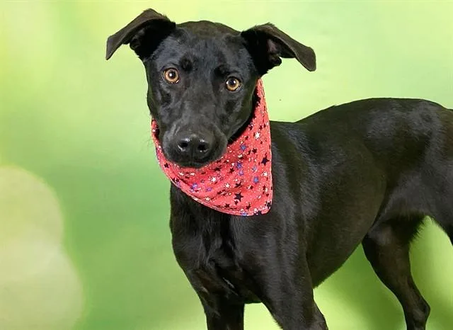 A young medium-sized female Labrador Retriever dog named Harlie for adoption in Fort Lauderdale, FL