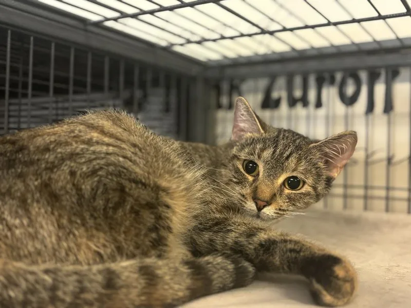 A young medium-sized female Tabby (Brown / Chocolate) Domestic Short Hair cat named Dimples for adoption in Clinton Township, MI