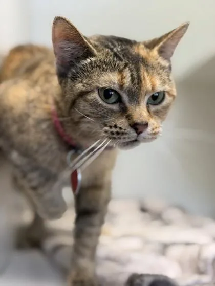 An adult medium-sized female Dilute Tortoiseshell Domestic Short Hair cat named Avery for adoption in Stanwood, WA