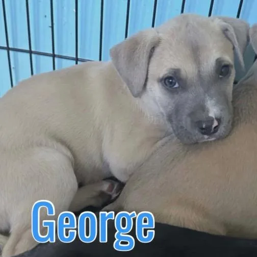 A baby small-sized male Pit Bull Terrier dog named George for adoption in Parker, CO