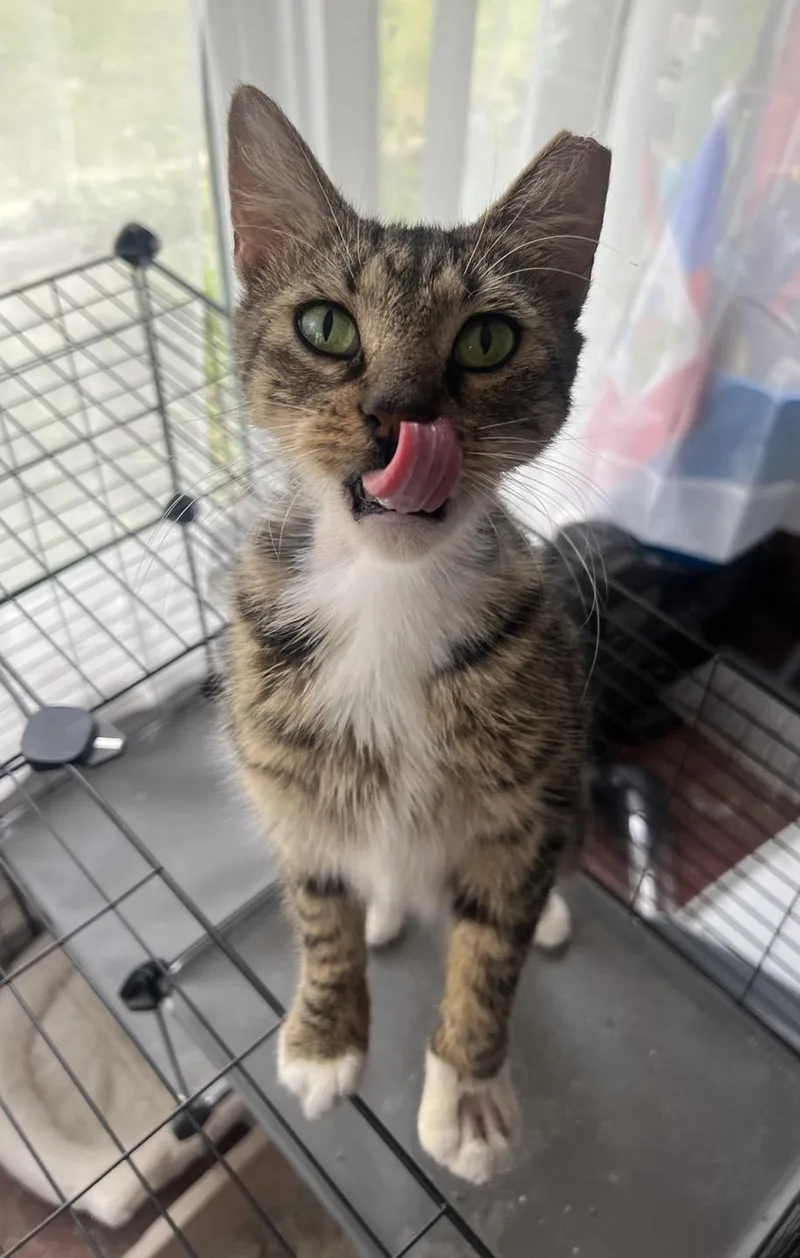 An adult medium-sized female Tabby (Brown / Chocolate) Domestic Short Hair cat named Detective Wynnewood for adoption in Philadelphia, PA