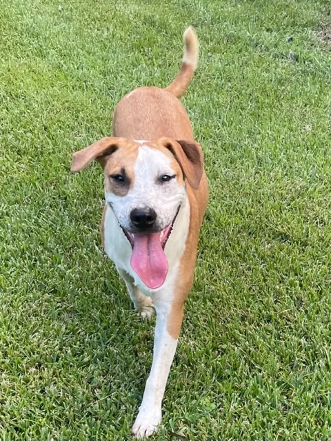 Gummibear thumbnail 5