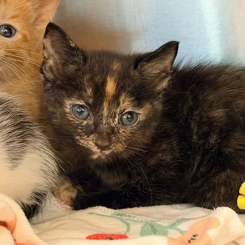 A baby small-sized female Black Domestic Short Hair cat named Tortellini for adoption in Los Angeles, CA