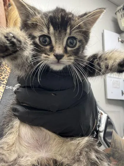 A baby small-sized female Domestic Short Hair cat named Friday for adoption in Sevierville, TN