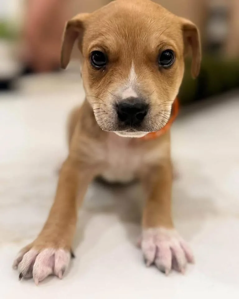 A baby medium-sized male Brown / Chocolate Terrier dog named Grover for adoption in Mount Juliet, TN