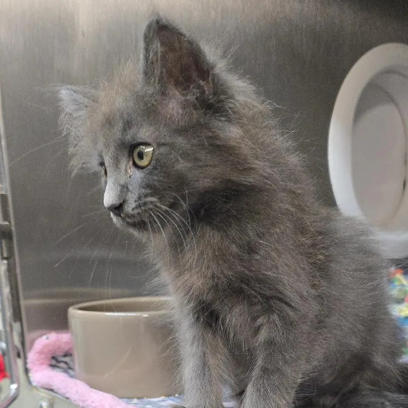 A baby small-sized male Domestic Medium Hair cat named Fennik for adoption in Yanceyville, NC