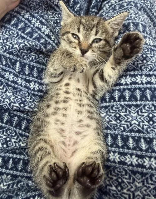 A baby small-sized male Domestic Short Hair cat named Sage for adoption in Riverside, CA