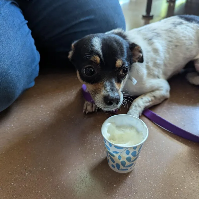 An adult small-sized male Terrier dog named Athos for adoption in Lynchburg, VA