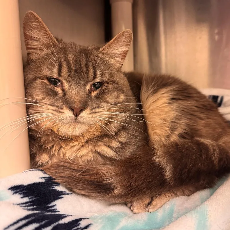 An adult medium-sized male Gray / Blue / Silver Domestic Short Hair cat named Zigzag for adoption in Lynchburg, VA