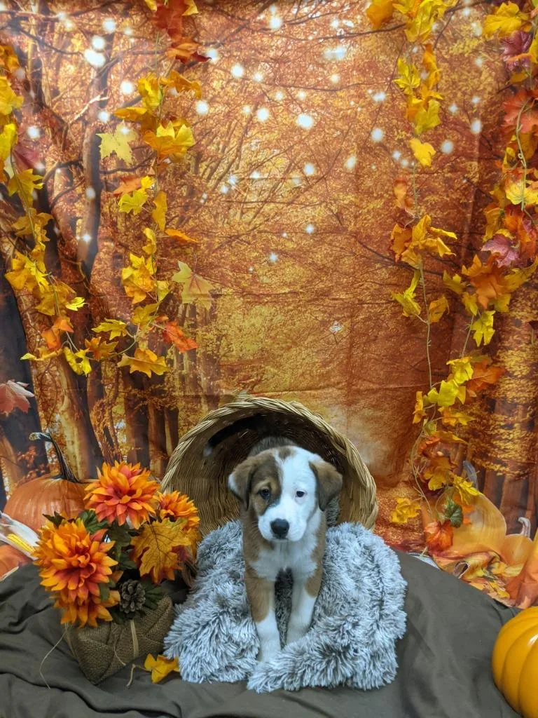 A baby medium-sized female Shepherd dog named Rosebud for adoption in Bryant, AR
