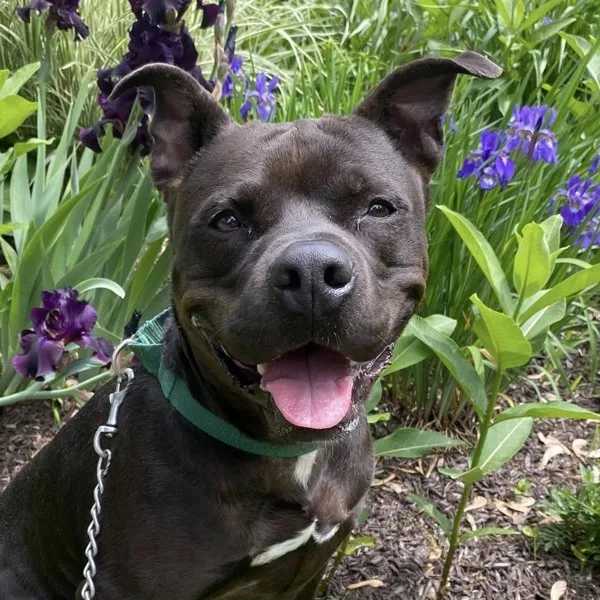 An adult medium-sized male Pit Bull Terrier dog named Biggie for adoption in Kingston, NY