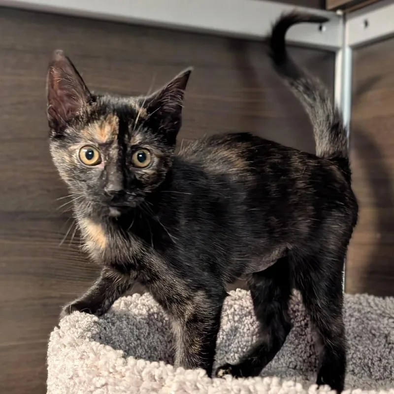 A baby small-sized female Black Domestic Short Hair cat named Venus De Milo for adoption in Hamburg, NY
