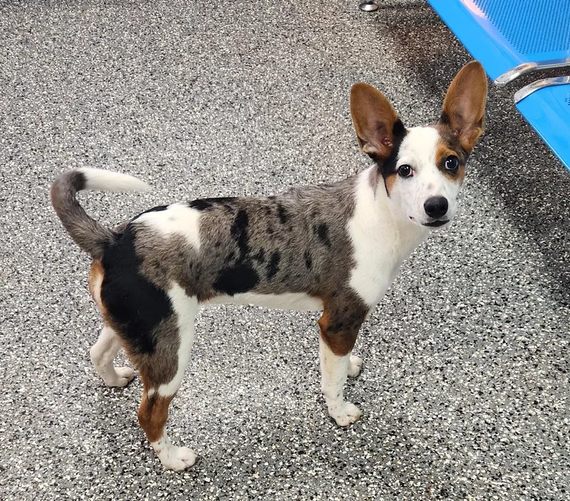 A baby medium-sized female Tricolor (Brown, Black, & White) Catahoula Leopard Dog dog named Bailey for adoption in Siloam Springs, AR