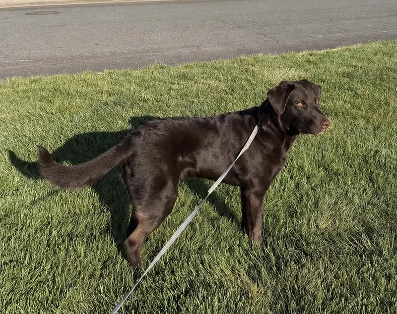 Apollo
