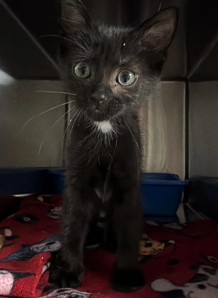 A baby small-sized male Domestic Short Hair cat named Gaffer for adoption in Ocala, FL