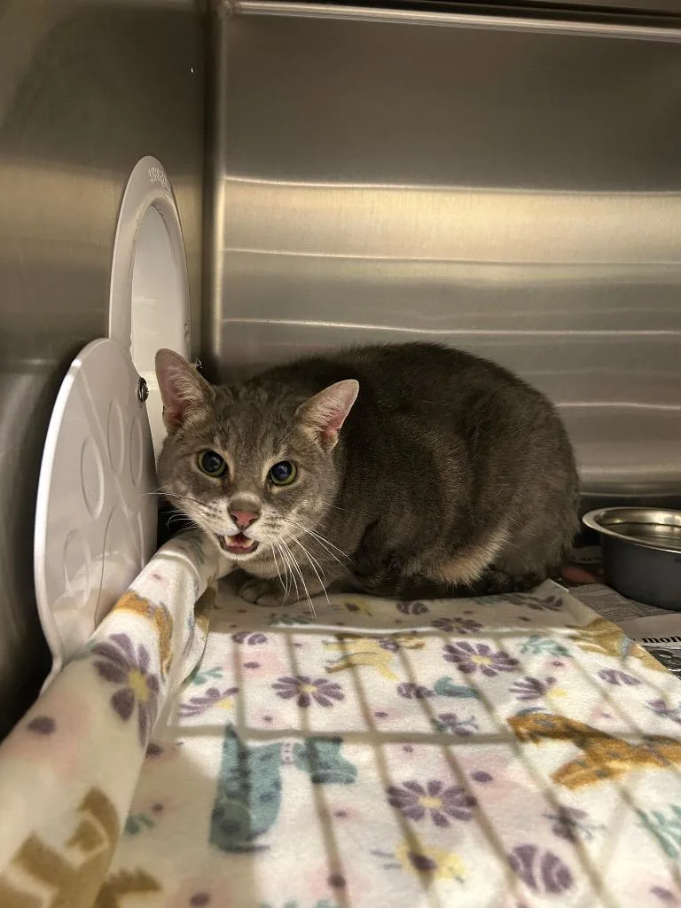 An adult medium-sized male Domestic Short Hair cat named Baxter+ for adoption in Winder, GA