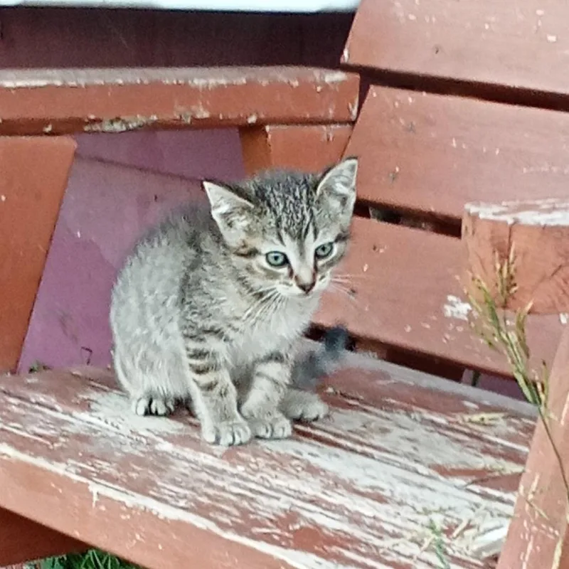 A baby small-sized male Brown / Chocolate Domestic Short Hair cat named Kermit C for adoption in Princeton, MN