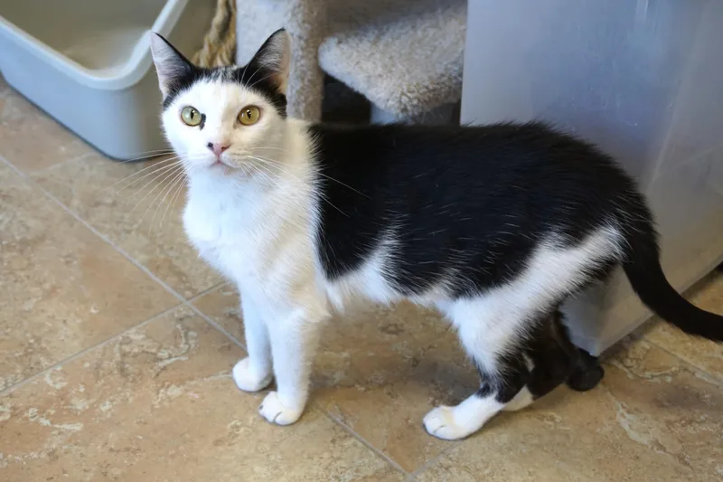 Cleo Azalea thumbnail 2