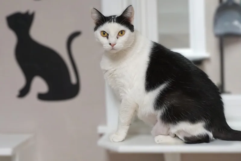 Cleo Azalea thumbnail 4