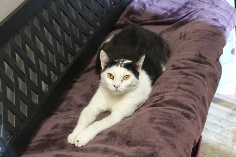 Cleo Azalea thumbnail 5