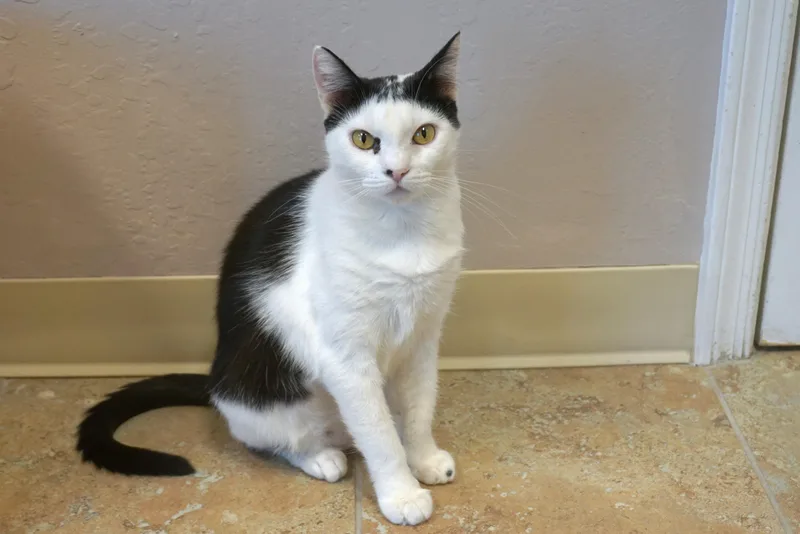 Cleo Azalea thumbnail 6