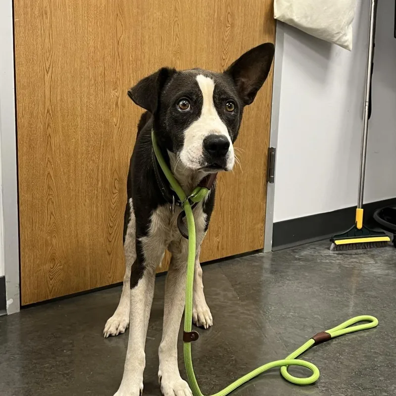 Charlie Brown thumbnail 2