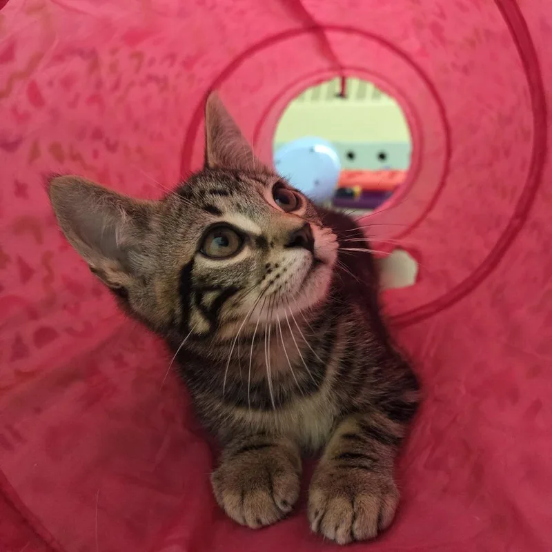 A baby small-sized male Domestic Short Hair cat named Taffy for adoption in Pittsford, VT