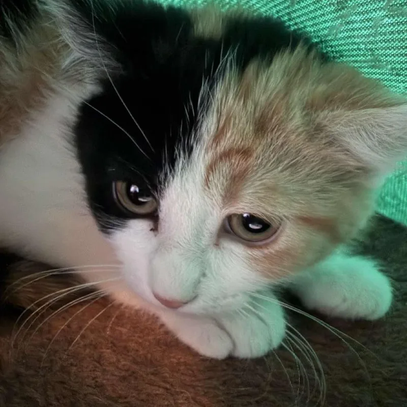 A baby small-sized female Calico Domestic Short Hair cat named Bambi Miller for adoption in Eagle Mountain, UT
