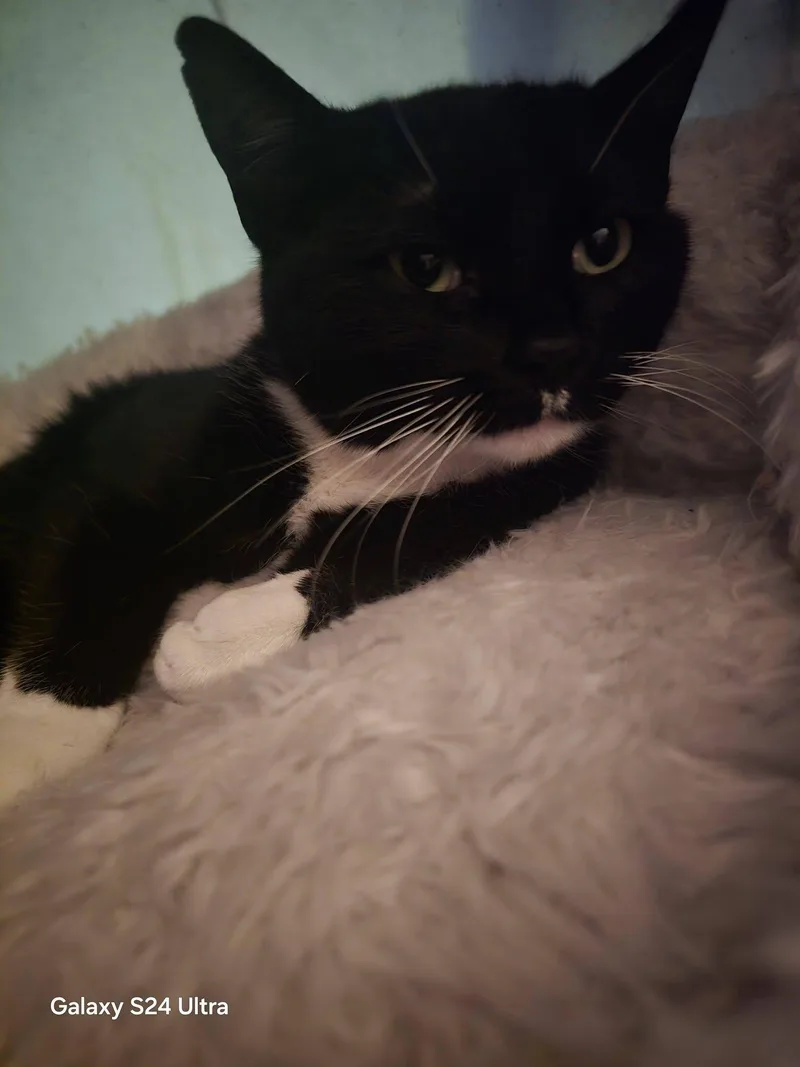 Toothless thumbnail 2