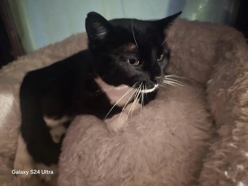 A young medium-sized female Black & White / Tuxedo Domestic Short Hair cat named Toothless for adoption in Bendersville, PA