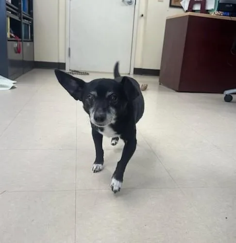A senior small-sized male Black Chihuahua dog named Mason for adoption in Clayton, NJ