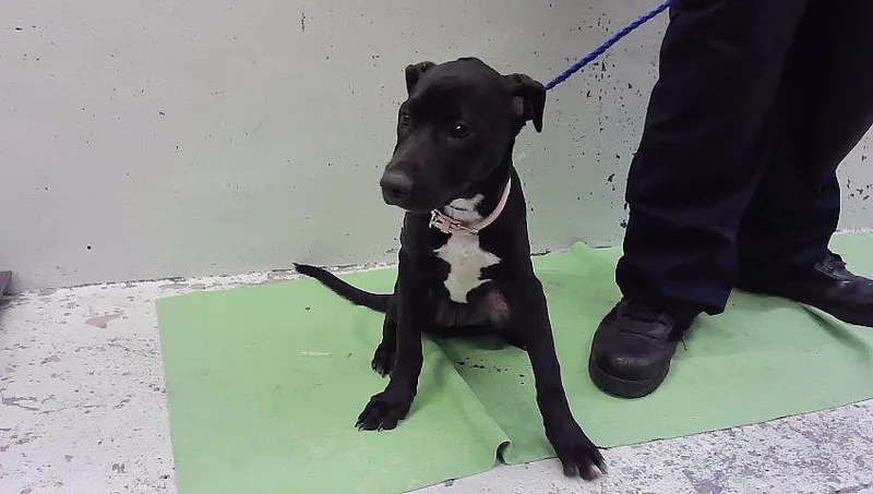 A baby small-sized female Labrador Retriever dog named Magda for adoption in Houston, TX