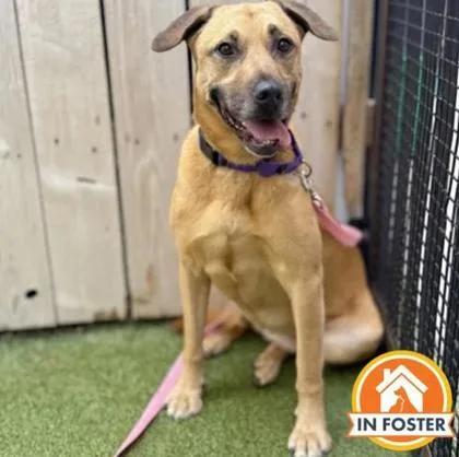 An adult large-sized female Mixed Breed dog named Aurora for adoption in Merriam, KS