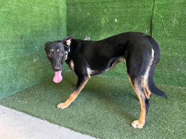 A young medium-sized female German Shepherd Dog dog named Coraline for adoption in Lancaster, CA