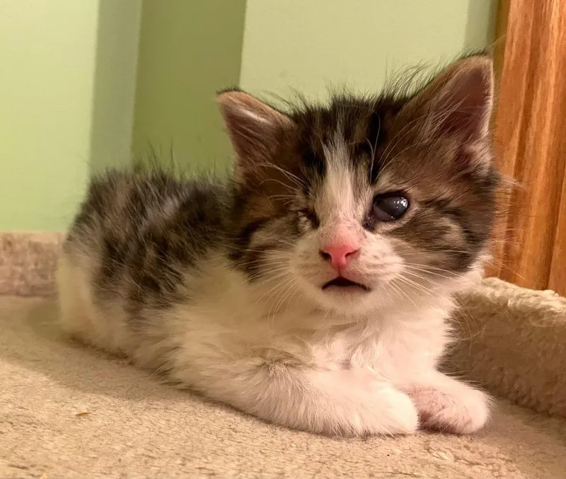 A baby small-sized male Gray / Blue / Silver Domestic Long Hair cat named Louie for adoption in Dorr, MI