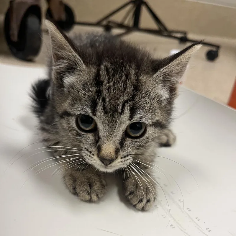 A baby small-sized male Brown / Chocolate Domestic Short Hair cat named Lucky for adoption in Bristol, IN