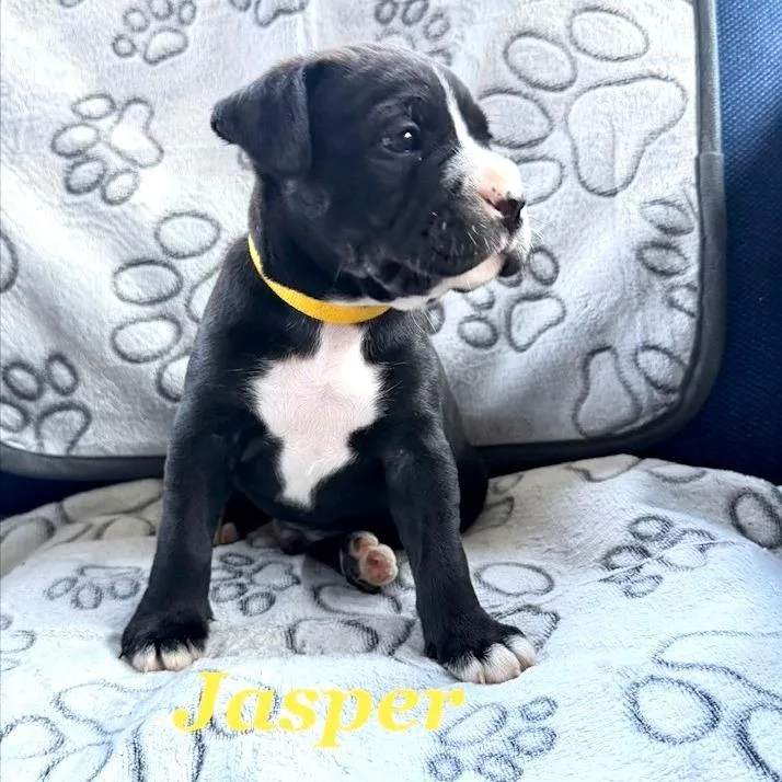 Lexi's Jasper thumbnail 2