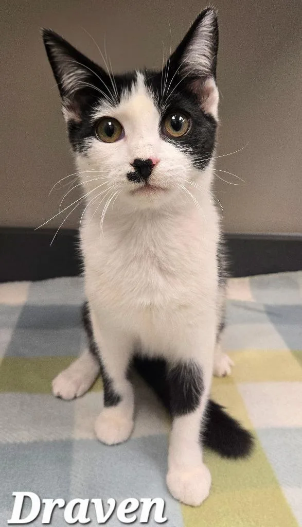 A baby large-sized male Domestic Short Hair cat named Draven for adoption in Sidney, OH