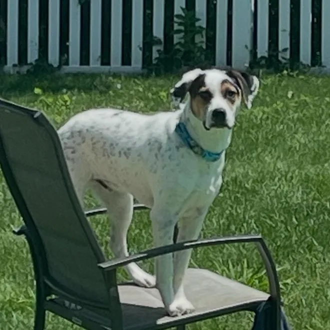 A young medium-sized male Border Collie dog named Charlie for adoption in Richboro, PA