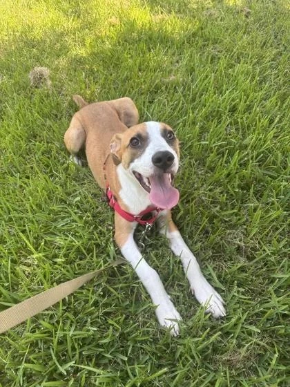 A baby medium-sized male Hound dog named Glenn for adoption in New Orleans, LA