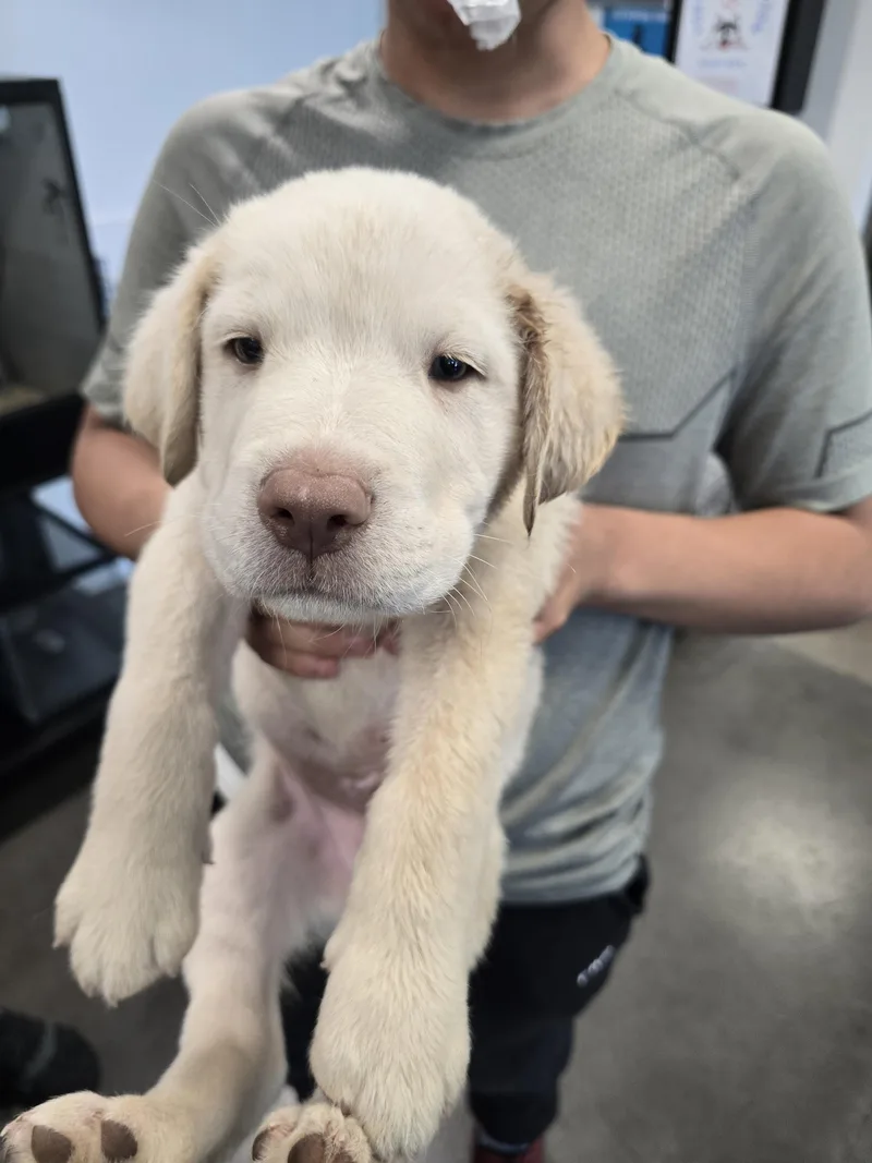 A baby small-sized male Siberian Husky dog named A for adoption in Chatsworth, CA