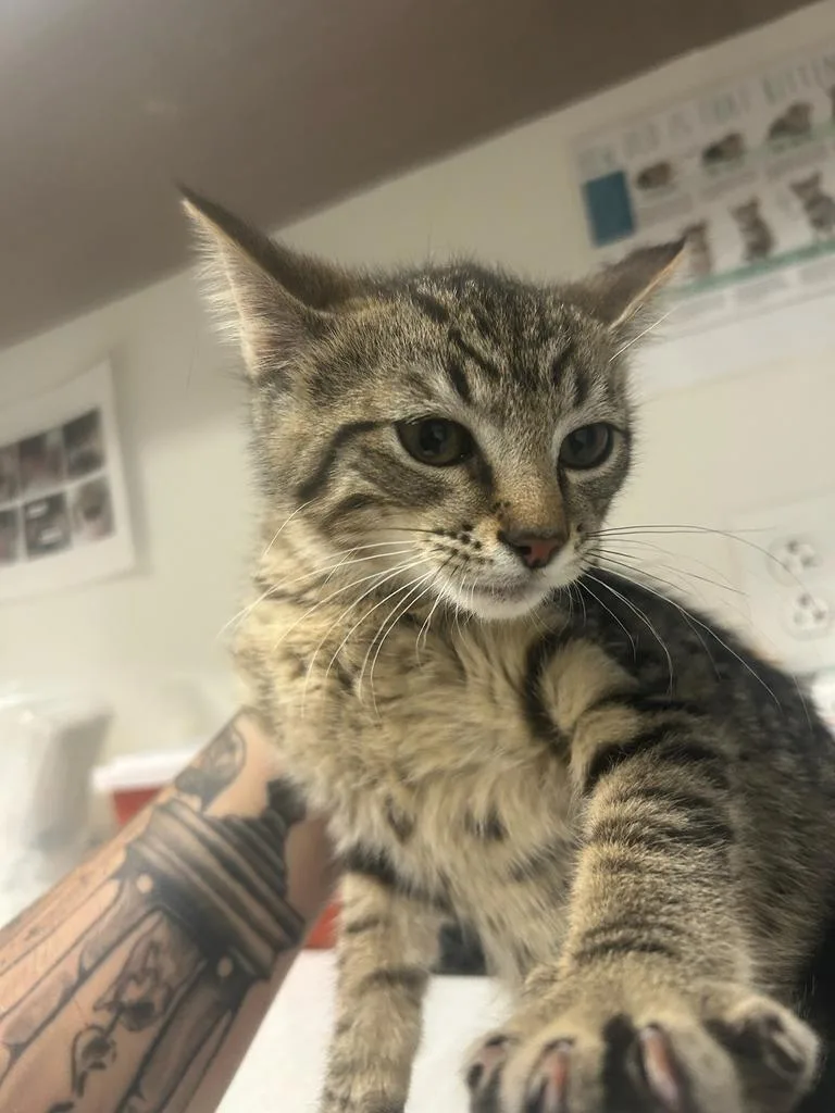 A baby large-sized male Domestic Short Hair cat named Mator for adoption in Greenfield, IN