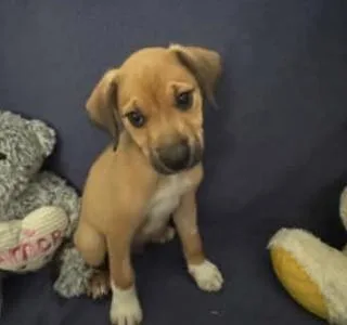 A baby medium-sized male American Staffordshire Terrier dog named Austin for adoption in Spring, TX