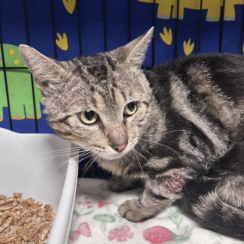 An adult large-sized male Brown / Chocolate Domestic Short Hair cat named Frank Chino Hills Location for adoption in Chino Hills, CA